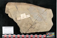 Foto (Objekt + Etikett) von Macrotaeniopteris affinis Ettingshausen (NHMW-GEO-2024-0188-10339)
